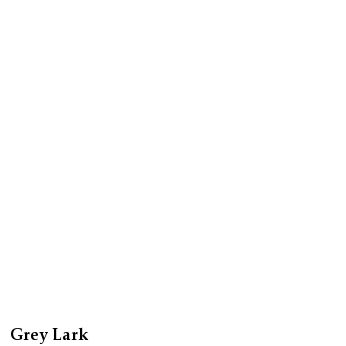 Grey Lark
